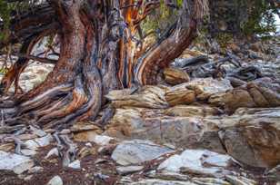 Bristlecone Pine-9139